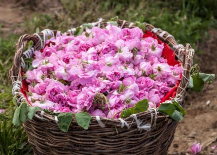 МАГИЯТА НА РОЗОВАТА ДОЛИНА-ДАМАСЦЕНА