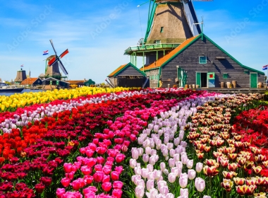 Нидерландия – красива цветна картичка